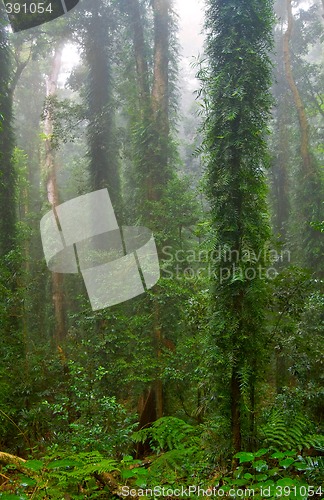 Image of rain forest