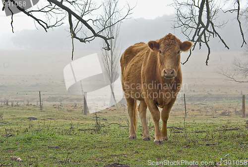 Image of cow in the fog