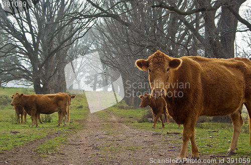Image of cows on the road