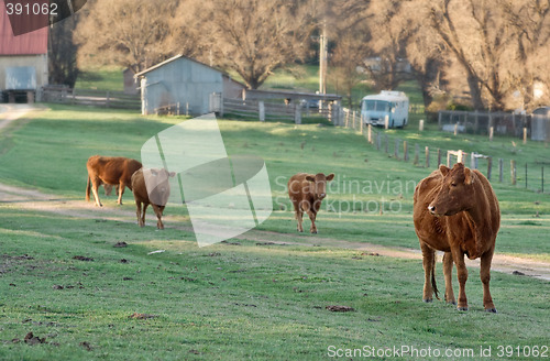 Image of cows in the field