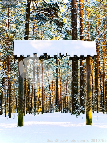 Image of Winter Forest