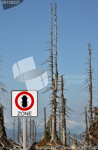 Image of Bark beetle zone at mount Rachel