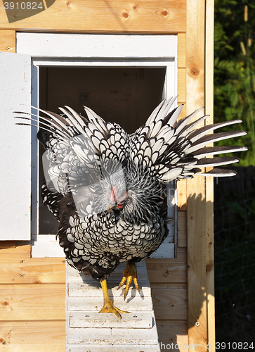 Image of Wyandotte in front of chicken house