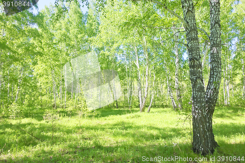 Image of summer birch forest