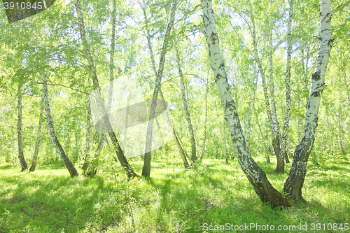 Image of summer birch forest