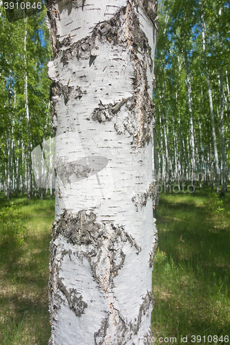 Image of birch bark texture