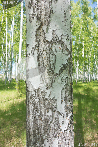 Image of birch bark texture