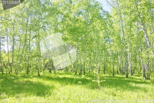 Image of summer birch forest