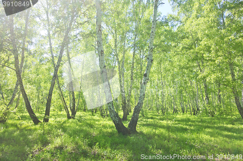 Image of summer birch forest