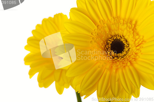 Image of Gerber daisy