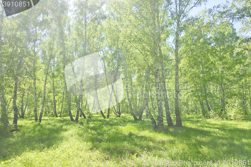 Image of summer birch forest