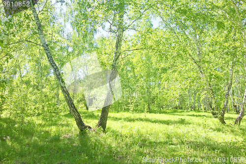 Image of summer birch forest