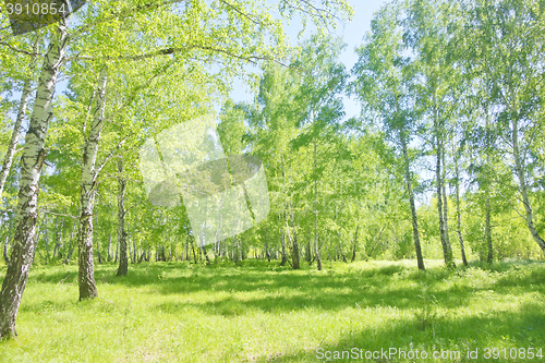 Image of summer birch forest