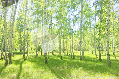 Image of summer birch forest