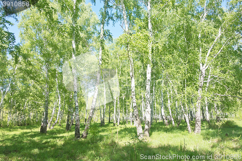 Image of summer birch forest