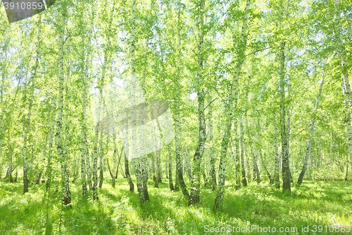 Image of summer birch forest