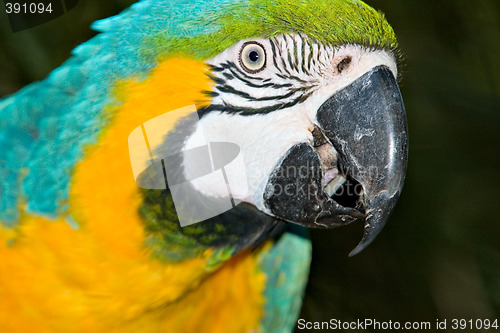 Image of macaw