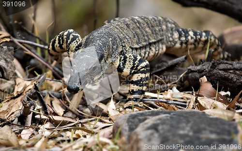 Image of goanna coming to get you