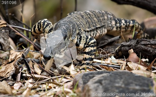 Image of goanna coming to get you