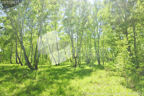 Image of summer birch forest