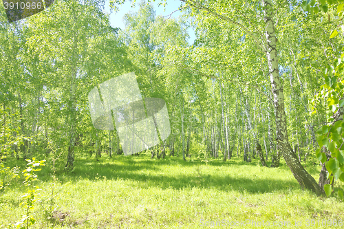 Image of summer birch forest