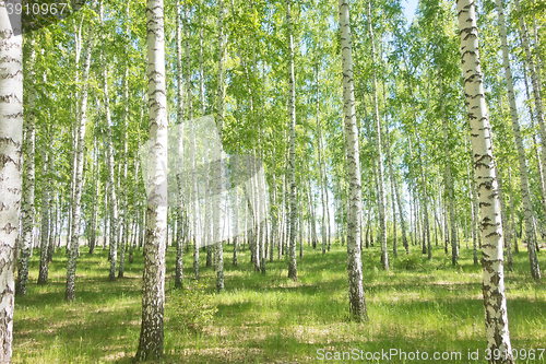 Image of summer birch forest