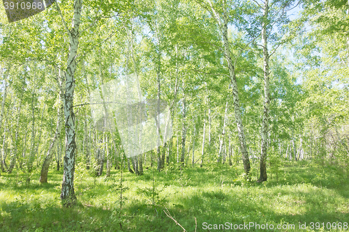 Image of summer birch forest