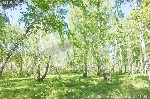Image of summer birch forest
