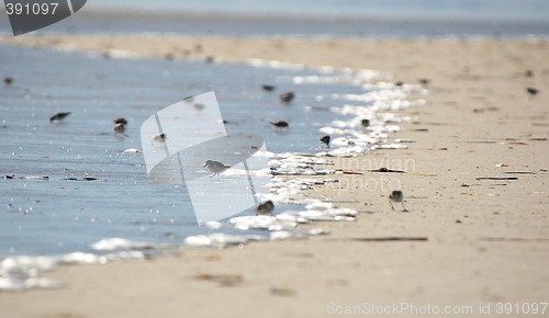 Image of birds on the beach