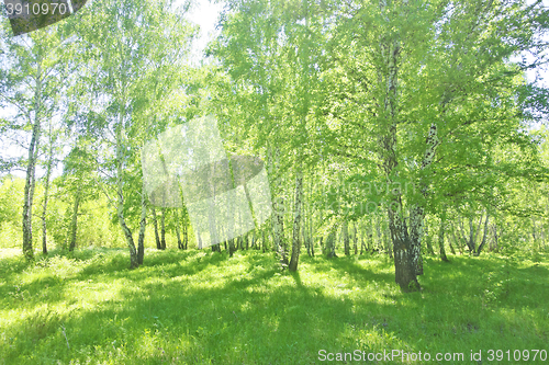 Image of summer birch forest