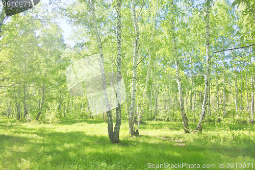 Image of summer birch forest