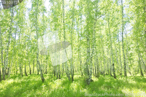 Image of summer birch forest