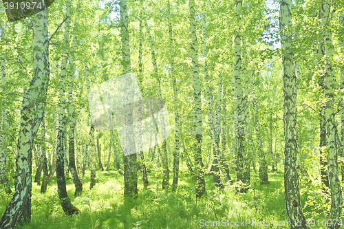Image of summer birch forest