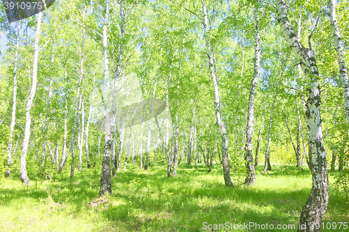 Image of summer birch forest