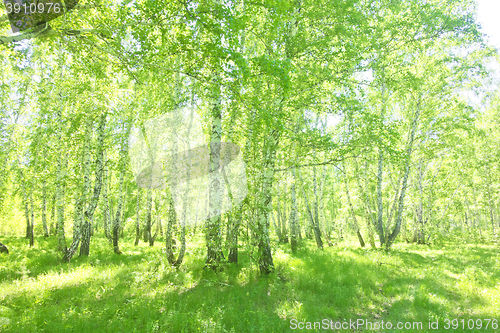 Image of summer birch forest