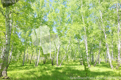 Image of summer birch forest