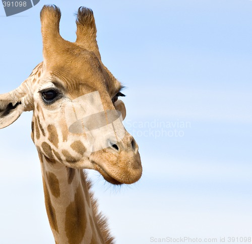 Image of close up of giraffe