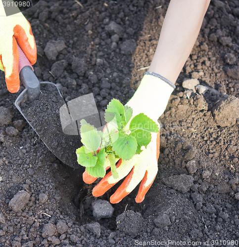 Image of hands with plants