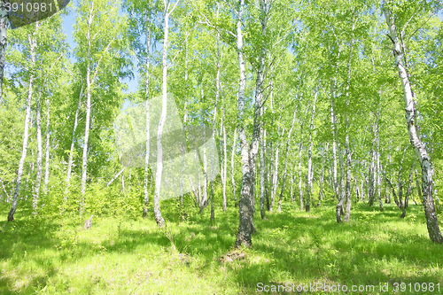 Image of summer birch forest