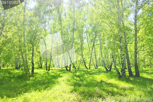 Image of summer birch forest