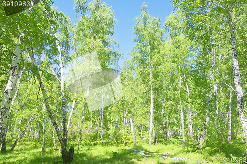 Image of summer birch forest