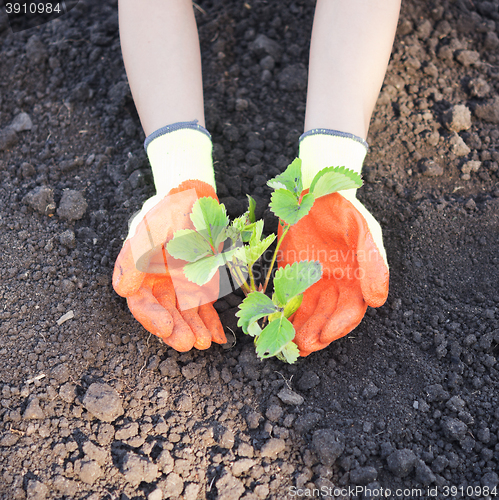 Image of hands with plants