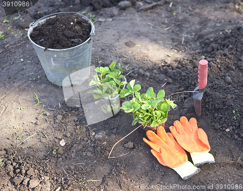 Image of strawberry planting on soil