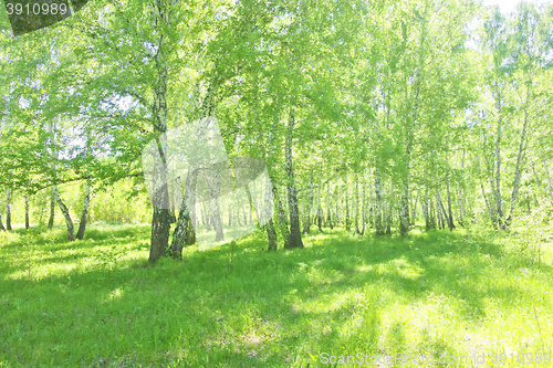Image of summer birch forest