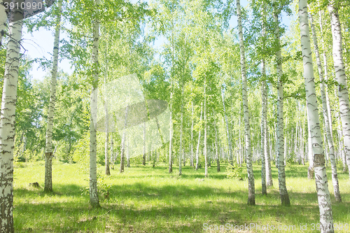 Image of summer birch forest