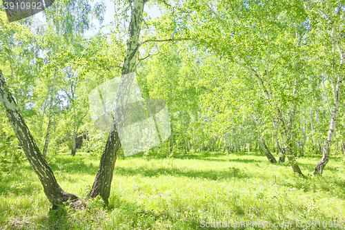 Image of summer birch forest