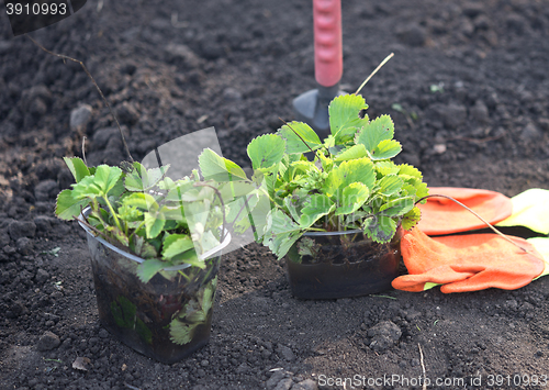 Image of strawberry planting on soil