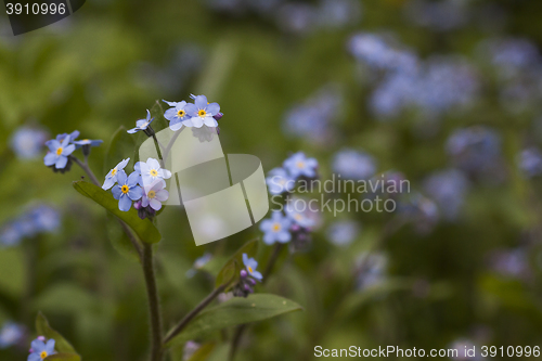 Image of forget me nots