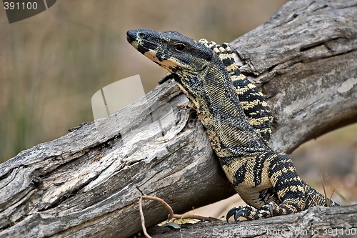 Image of lace monitor with head raised