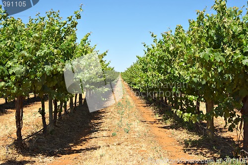 Image of grape vines in a row